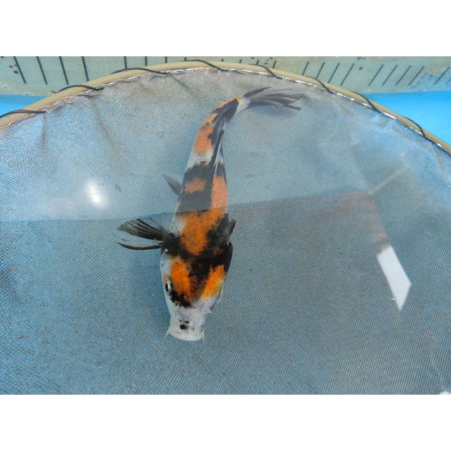 錦鯉１３ｃｍ漆墨 烏鯉 からすこい 本日の目玉 和鯉 性別不明ですｎｏ0666 腹黒
