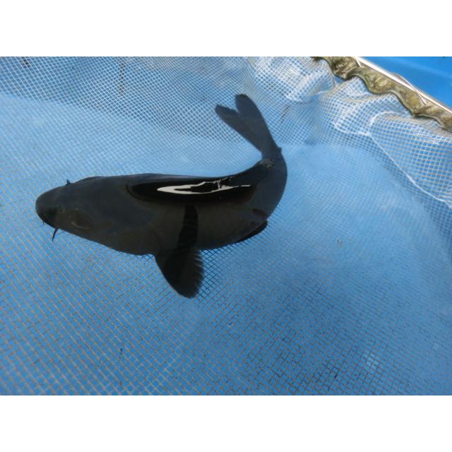 錦鯉１３ｃｍ漆墨 烏鯉 からすこい 本日の目玉 和鯉 性別不明ですｎｏ0666 腹黒