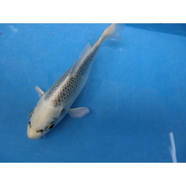 錦鯉１７ｃｍプラチナ黄金 性別不明ですｎｏ0690 0690 Best錦鯉 通販 Yahoo ショッピング