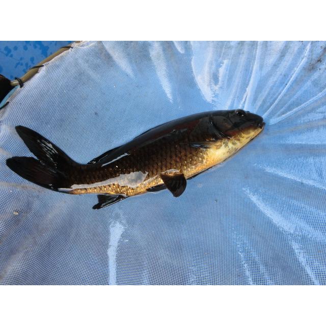 鯉 A銀鱗 - 錦鯉の品種 - 全日本錦鯉振興会