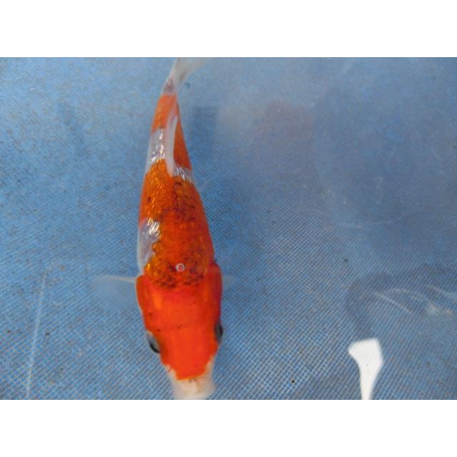 数々の賞を受賞 錦鯉１１ｃｍ スモールサイズ 性別不明ですｎｏ 銀鱗浅黄