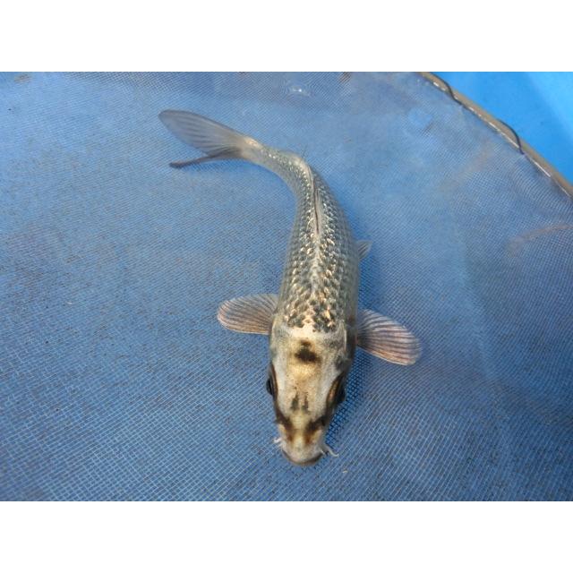 海外限定 錦鯉１４ｃｍ銀鱗プラチナ 性別不明ですｎｏ1254