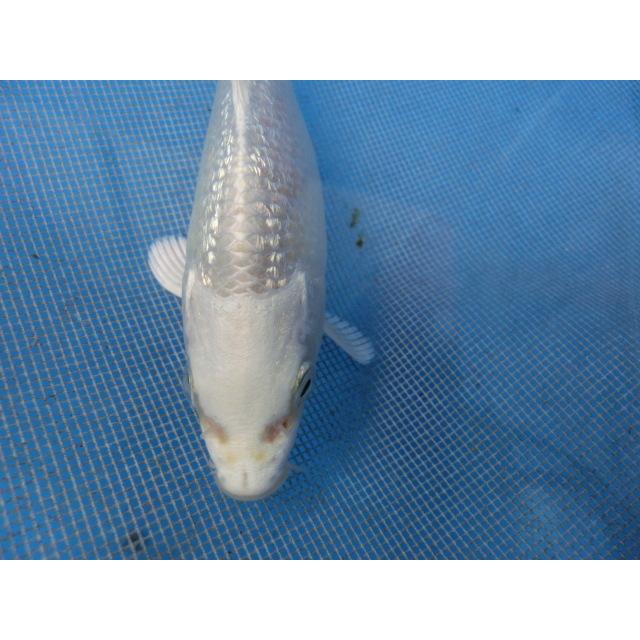 海外限定 錦鯉１４ｃｍ銀鱗プラチナ 性別不明ですｎｏ1254