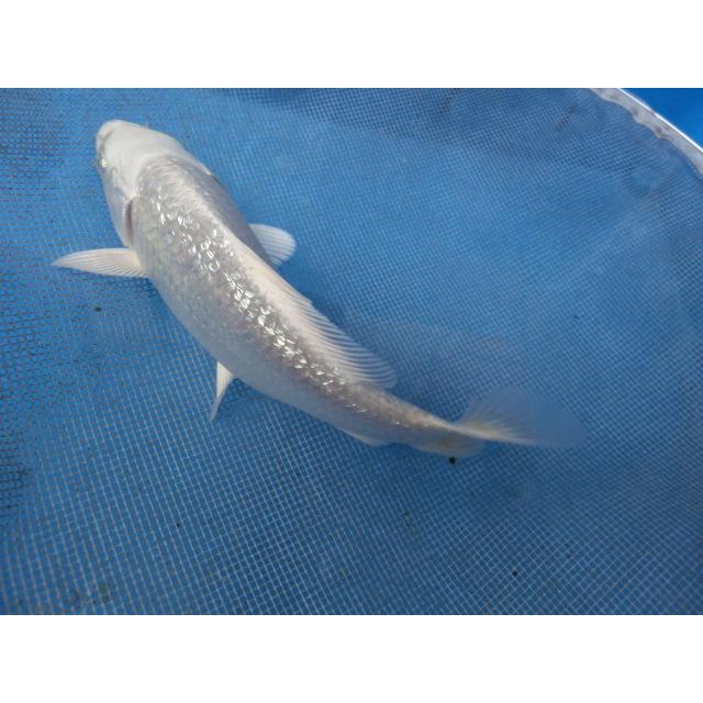 海外限定 錦鯉１４ｃｍ銀鱗プラチナ 性別不明ですｎｏ1254