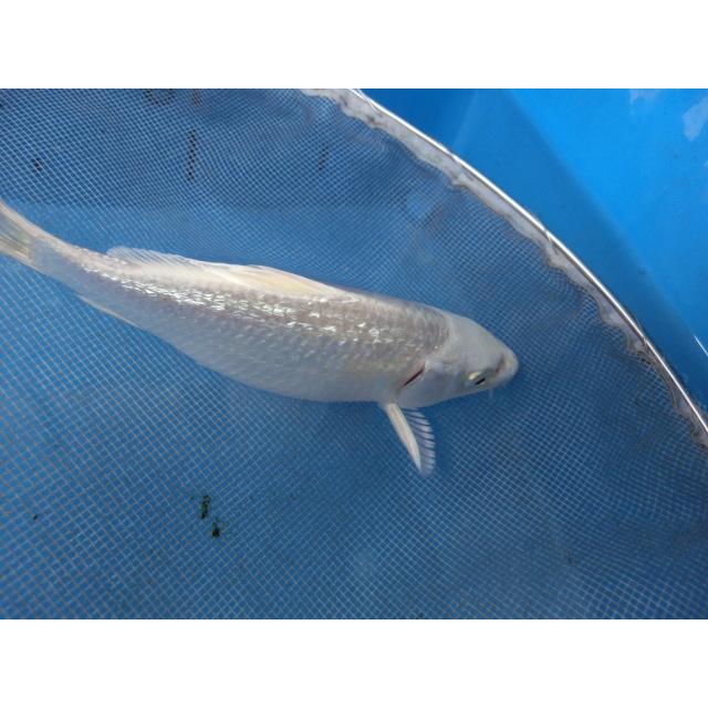 海外限定 錦鯉１４ｃｍ銀鱗プラチナ 性別不明ですｎｏ1254