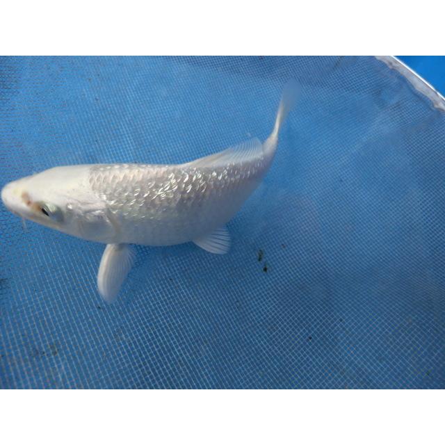 海外限定 錦鯉１４ｃｍ銀鱗プラチナ 性別不明ですｎｏ1254