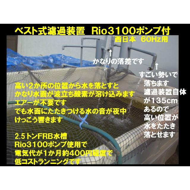 濾過装置 Rio3100ポンプ付 西日本用 錦鯉 No.3102 送料3000円  