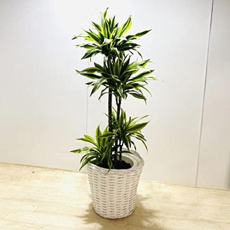 おしゃれ 観葉植物 ドラセナ ワーネッキー レモンライム 鉢カバーセット 大型佐川便配送 ベストスローライフ 通販 Yahoo ショッピング