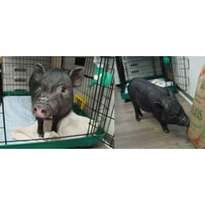 オリエンタルミニブタフード 10kg 清潔に梱包されたミニブタやマイクロブタ用のペレットです Www Geosen Org