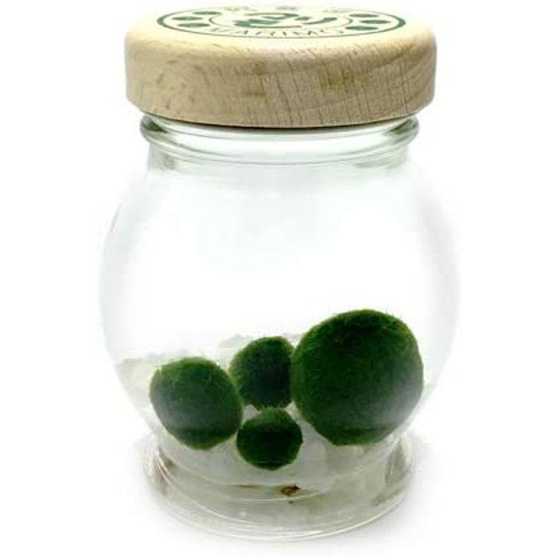 ガラス瓶まりも 木製蓋 大 水道水で育てられる養殖まりも4個入り ベストスローライフ 通販 Yahoo ショッピング