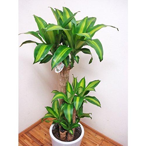 高評価 花言葉は幸福陶器鉢仕立てのドラセナ マッサンゲアナ 幸福の木 4本仕立て 1センチ前後 8号 A B00u3npfyu 2512 ベストスローライフ 通販 Yahoo ショッピング 石黒氏は会長に Insideoutretail Com Au