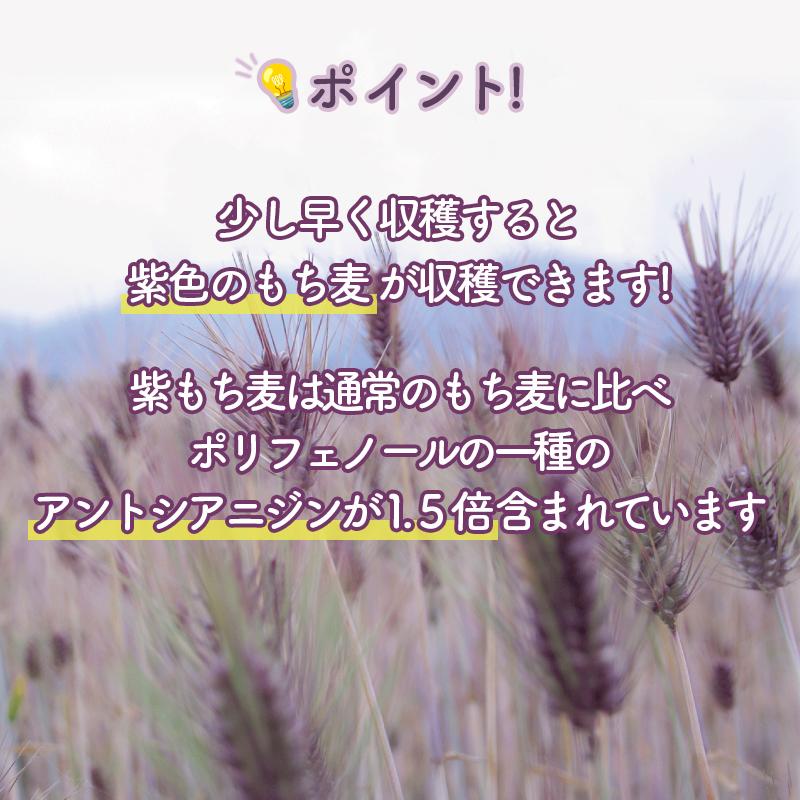 国内産 100％紫もち麦 280g 国産 もち麦 ポリフェノール アントシアニジン 水溶性 食物繊維 大麦 βグルカン メール便 [M便 1/2] ベストアメニティ | ベストアメニティ | 02