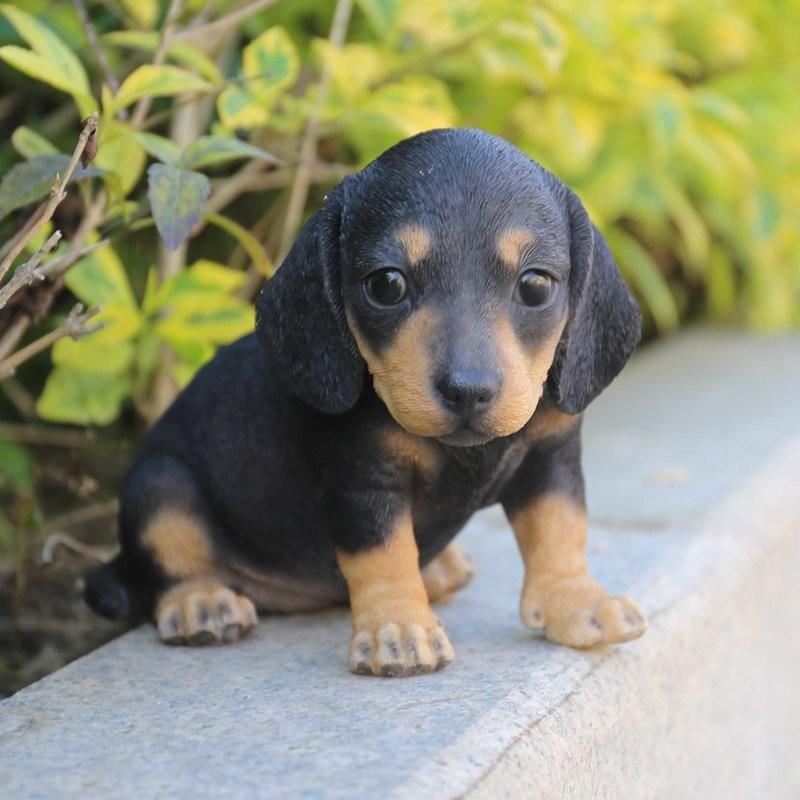 ポリレジン製 ガーデン彫像 ダックスフンド の子犬 犬 像 置物