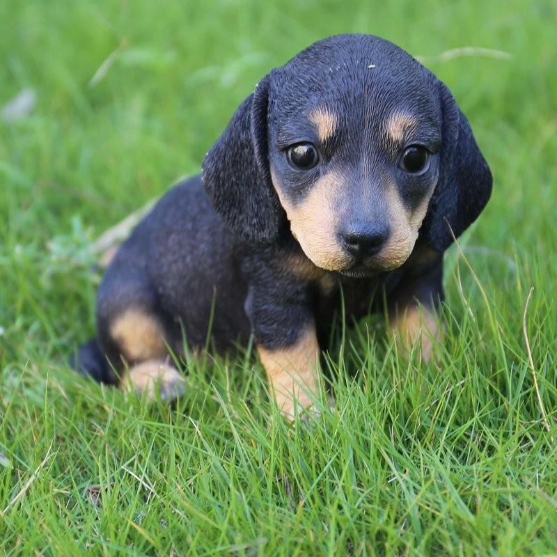 ポリレジン製 ガーデン彫像 ダックスフンド の子犬 犬 像 置物