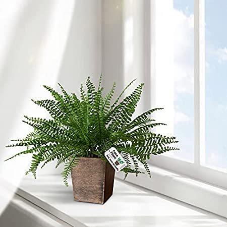 注目ブランド 人工植物 シダの葉 木鉢 本物そっくり イチョウのシダと人工ボストンシダ 16インチ 家 オフィス 庭 屋内 屋外 緑の装飾用 B091yb6zrp 海外お取り寄せエムエム 通販 Yahoo ショッピング 通販人気商品 Ciadrbd Org