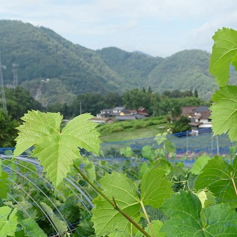 シャインマスカット晴王 2kg前後 大房3房 農業大賞受賞日本一の産地岡山びほく産 送料無料｜bicchu｜06