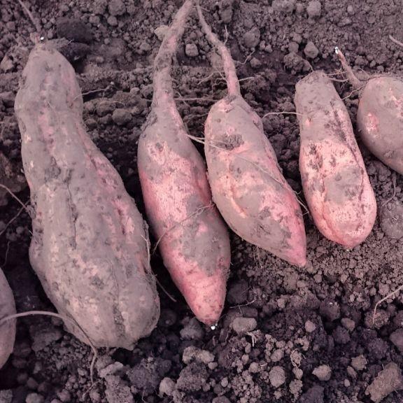 紅あずま 10kg 新物さつまいも 土つき送料無料 熟成庫直出し おかやま