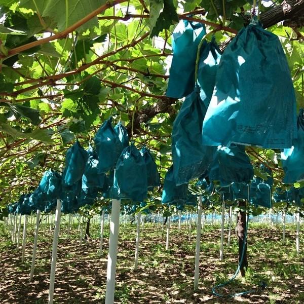 R7年産予約 10月上旬発送開始 シャインマスカット 雲海葡萄 天空 1kg前後1房入 送料無料 農業大賞受賞日本一の産地岡山びほく産 完全予約制