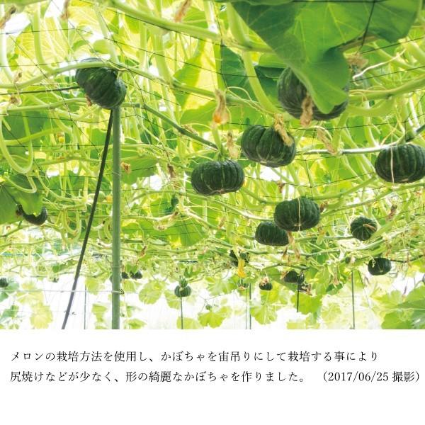 坊ちゃん かぼちゃ 育て 方 坊ちゃん カボチャ