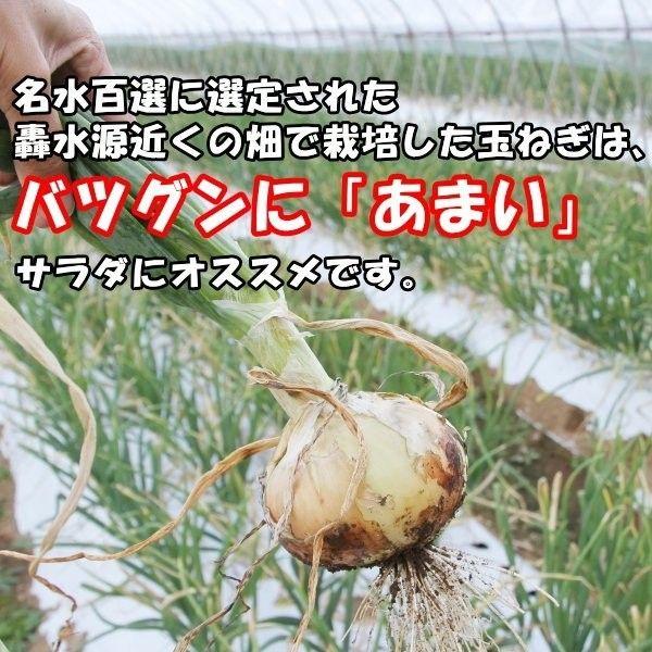 送料無料　熊本県産　サラダタマネギ　M〜L玉　9キロ　ハウス品　玉ねぎ　玉ネギ　玉葱　たまねぎ　新玉｜big-river｜02