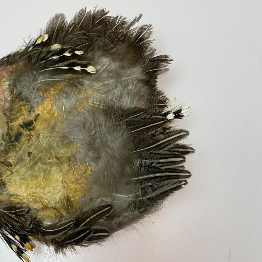 フライマテリアル ジャングルコック 詳細不明 現状渡し品 傷や汚れあり