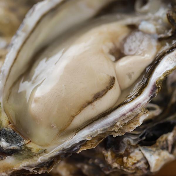 生牡蠣 生食用 大田市場直送 山小三 殻付き かき カキ オイスター 国内産真牡蠣 北海道昆布森 仙鳳趾S 1個 クール便 : 酒のビッグボス ...
