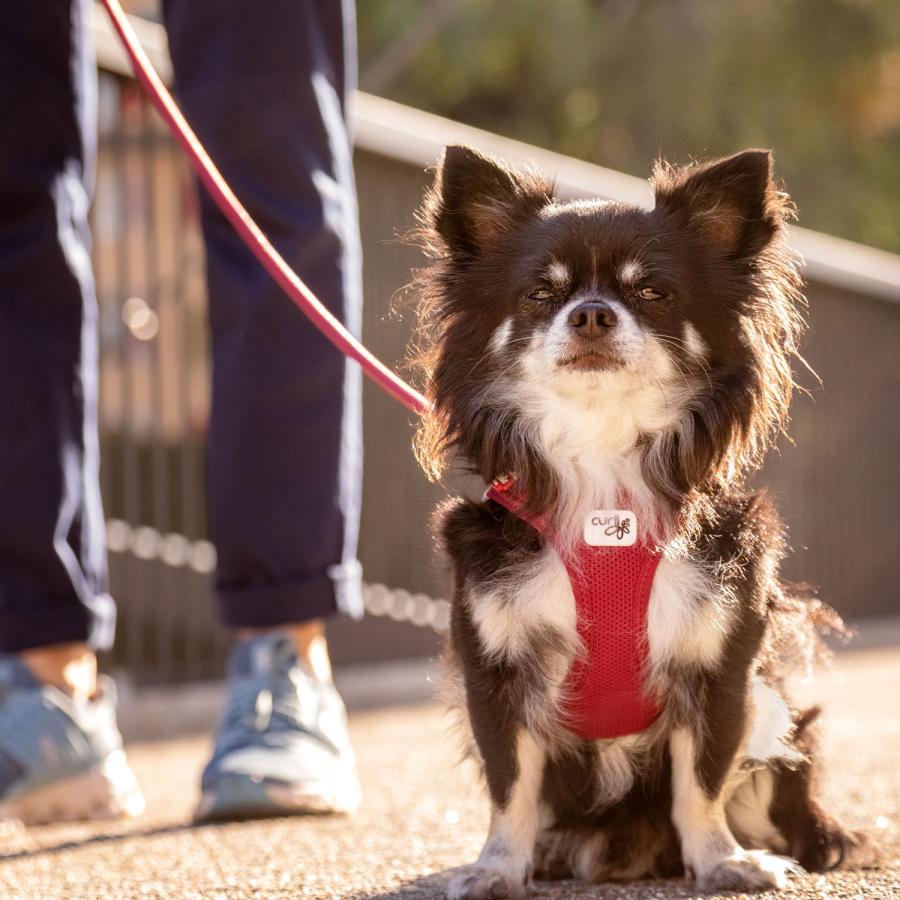 カーリー Curli ハーネス エアメッシュ ベスト クラスプ M-XL 中型犬対応 胴輪 歩行補助 CLASP VEST AIR MESH HARNESS | curli | 22