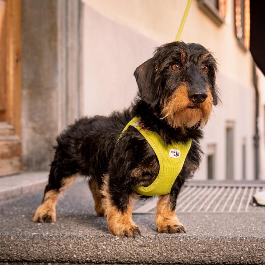 カーリー Curli ハーネス エアメッシュ ベスト クラスプ M-XL 中型犬対応 胴輪 歩行補助 CLASP VEST AIR MESH HARNESS | curli | 24