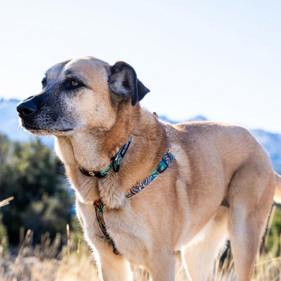 WOLFGANG ウルフギャング ハーネス 犬 Lサイズ 小型犬 引っ張り 防止 抜けない 介護 ドッグ ペット 丈夫 HARNESS WH-003の画像
