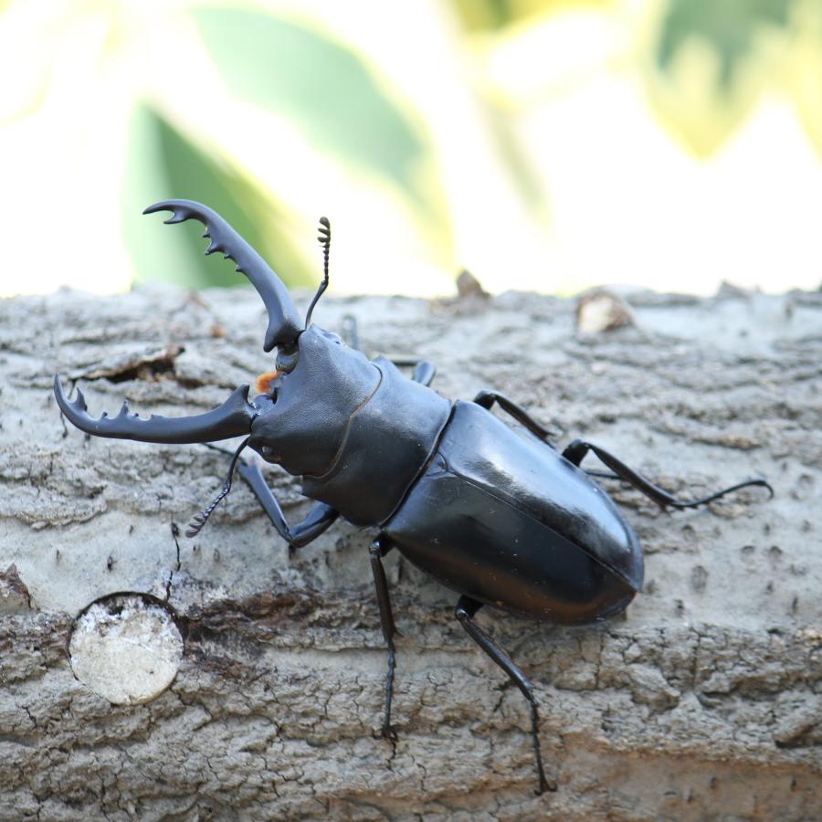 BIGHORN ギラファノコギリクワガタ初2令幼虫 単品 ジャワ産 外