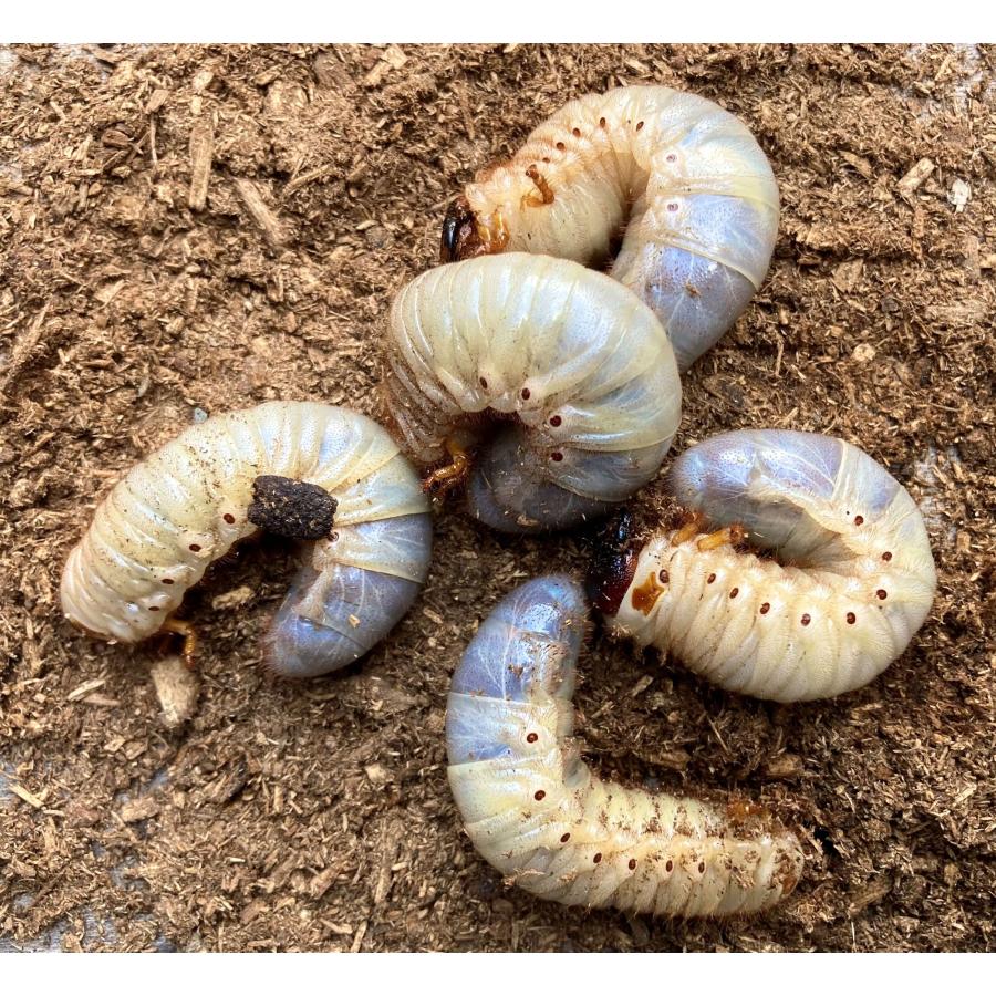 カブトムシ幼虫　3種セット BIGHORN 国産かぶとむし3令幼虫 50匹セット : クワガタカブトムシ