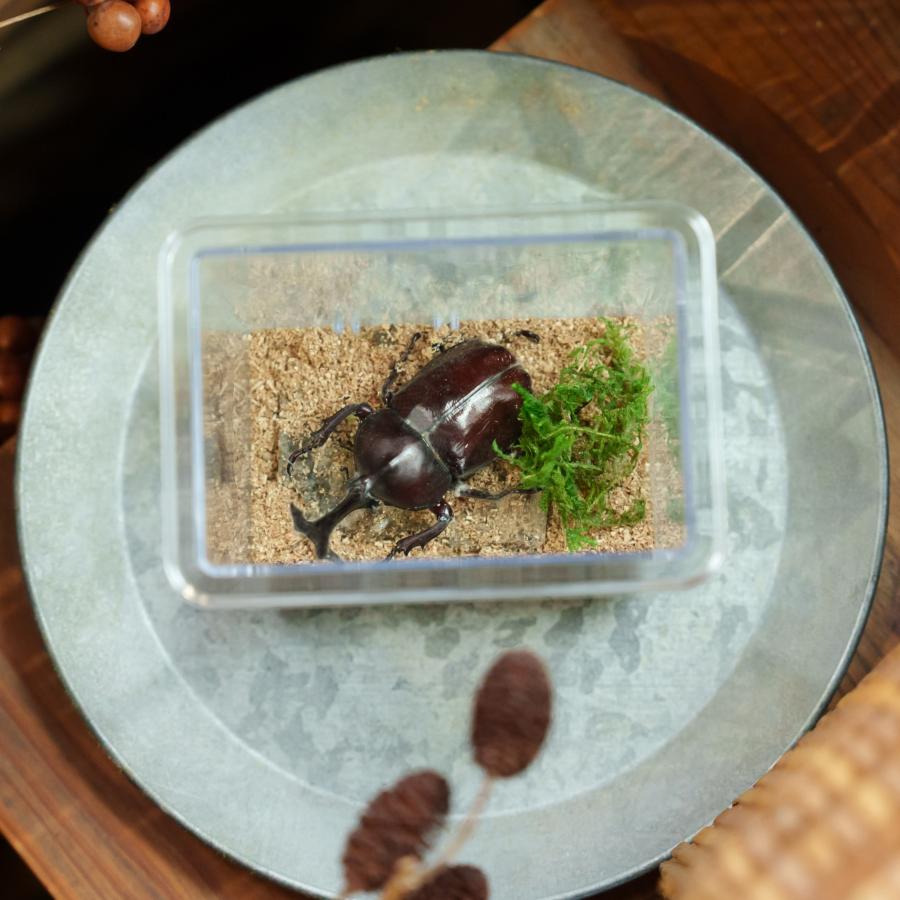 BIG HORN コバエさよなら飼育ケース(ミニ) 真似の出来ない意匠権登録