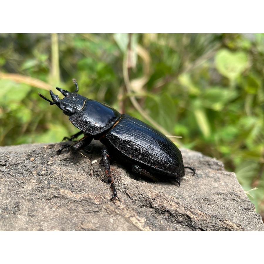 BIGHORN オオクワガタ成虫 60upペア 津山産 生体 国産 BIGHORN オオクワガタ成虫 60upペア 津山産 生体 国産