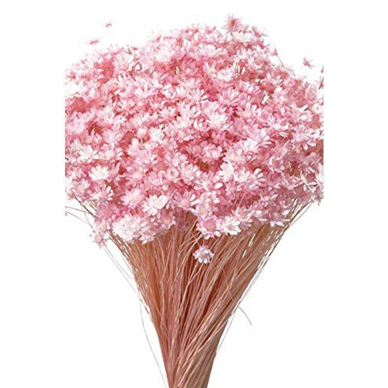 完全送料無料 大地農園 ドライフラワー スターフラワー ミニ 12g入 ブライダルピンク Do 101