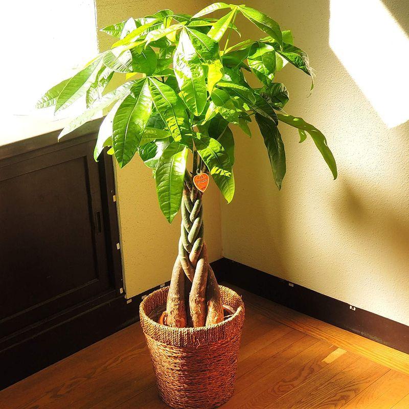 バーゲンで フラワーキッチン 観葉植物 パキラ の鉢植え パキラ7号 その他食器 カトラリー Pathwaysfl Org