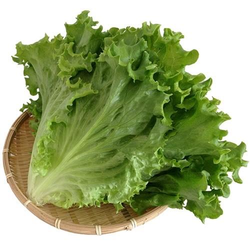 新鮮水耕野菜 グリーンリーフレタス 100gupパック Zsiutds6vs 新鮮野菜 産地直送 ビッグヤード 通販 Yahoo ショッピング