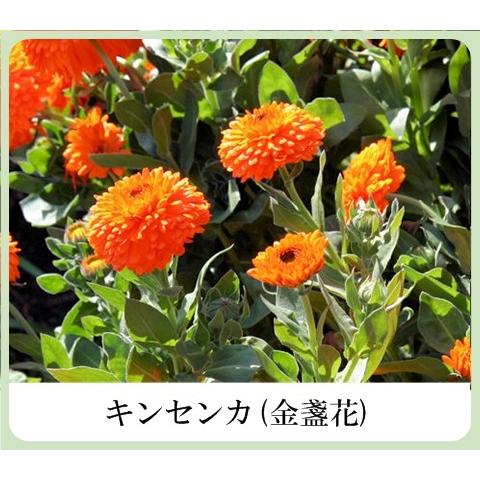 草根木花 ハーブ フェイシャルウォッシュ アミノ酸系洗浄剤 ヒアルロン酸配合 クリーム洗顔 100g 自然派化粧品 男女兼用化粧品 美健漢方研究所 Biken 004 美健漢方研究所 Yahoo 店 通販 Yahoo ショッピング