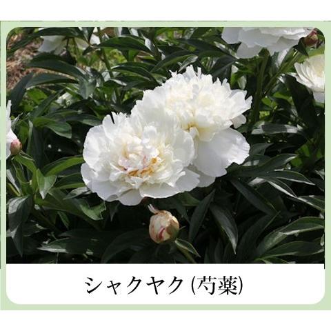 草根木花 ハーブ モイスチュアクリームNo.2（紫根クリーム 紫根化粧品
