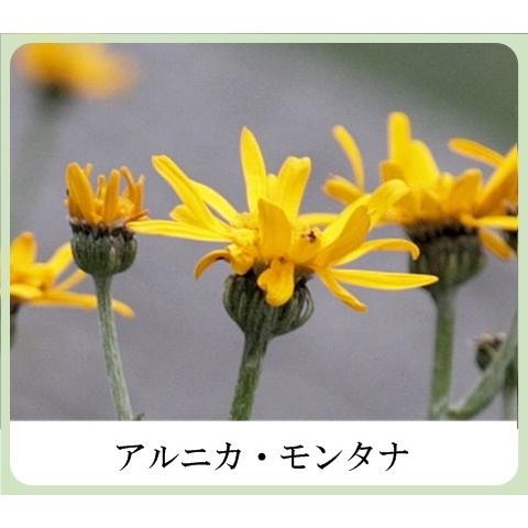 草根木花 ハーブ モイスチュアクリームNo.2（紫根クリーム 紫根化粧品