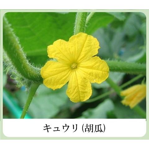 草根木花 ハーブ モイスチュアクリームNo.2（紫根クリーム 紫根化粧品