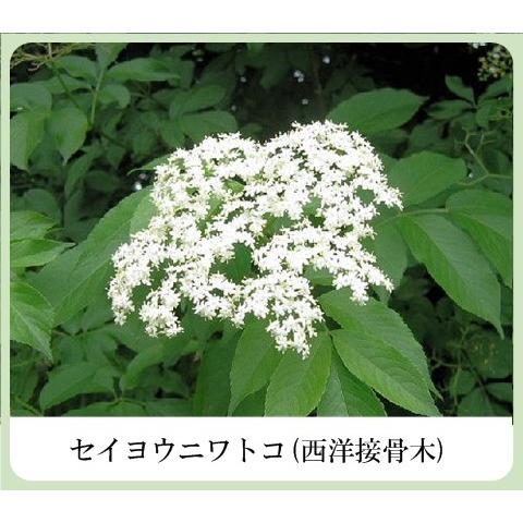 草根木花 ハーブ モイスチュアクリームNo.2（紫根クリーム 紫根化粧品