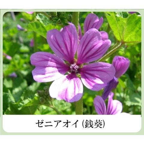 草根木花 ハーブ モイスチュアクリームNo.2（紫根クリーム 紫根化粧品