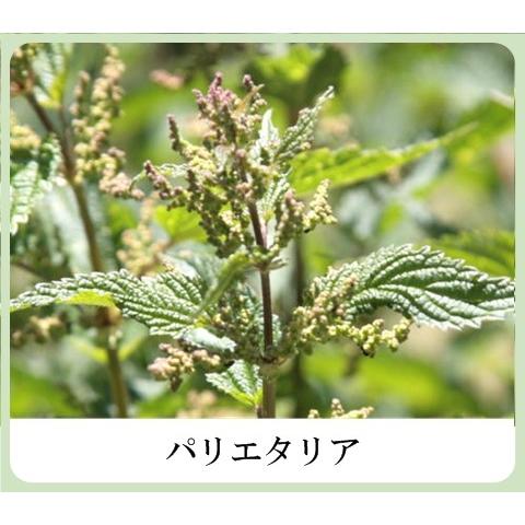草根木花 ハーブ モイスチュアクリームNo.2（紫根クリーム 紫根化粧品