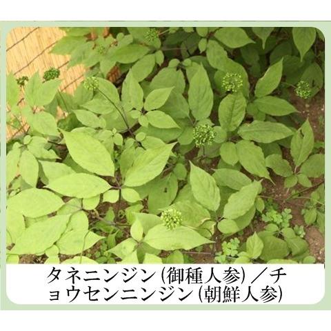 草根木花 ハーブ モイスチュアクリームNo.2（紫根クリーム 紫根化粧品