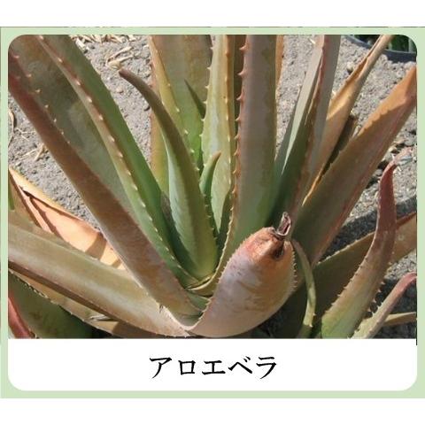 草根木花 ハーブ モイスチュアクリームNo.2（紫根クリーム 紫根化粧品