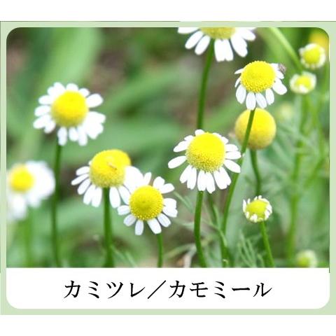 草根木花 ハーブ モイスチュアクリームNo.2（紫根クリーム 紫根化粧品
