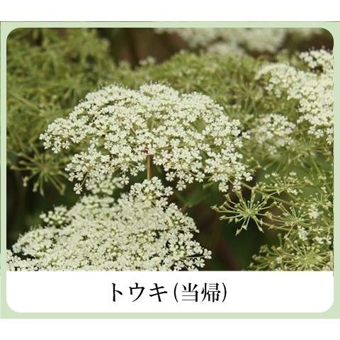 草根木花 ハーブ モイスチュアクリームNo.2（紫根クリーム 紫根化粧品