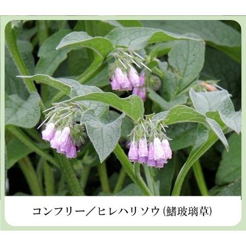 色白美人 フェイス&ボディ（美白＆保湿 日焼け止めクリームセット