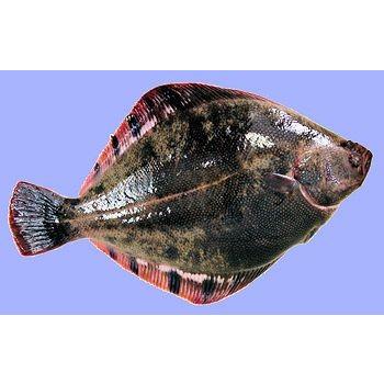 幻の高級魚 王鰈 マツカワ マツカワのいずし 飯寿し 250g Kinki1004 美味逸品 通販 Yahoo ショッピング