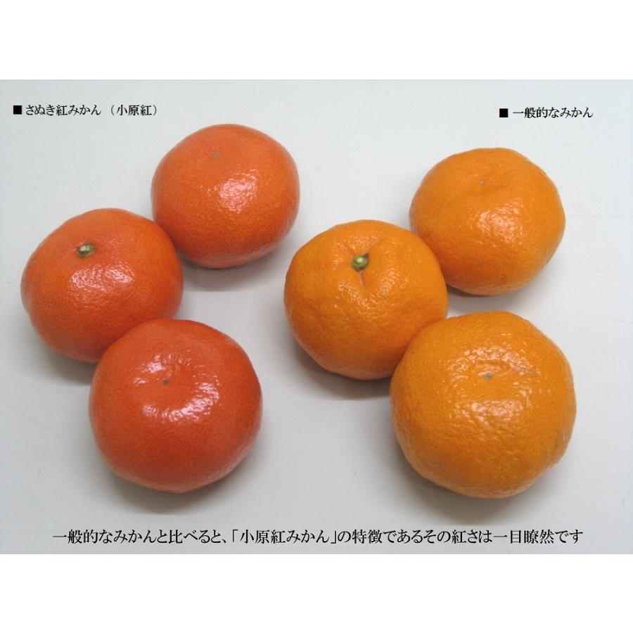 越冬完熟さぬき紅みかん(小原紅早生) 約3kg Sサイズ(約 越冬完熟さぬき紅みかん(小原紅早生) 約3kg Sサイズ(約